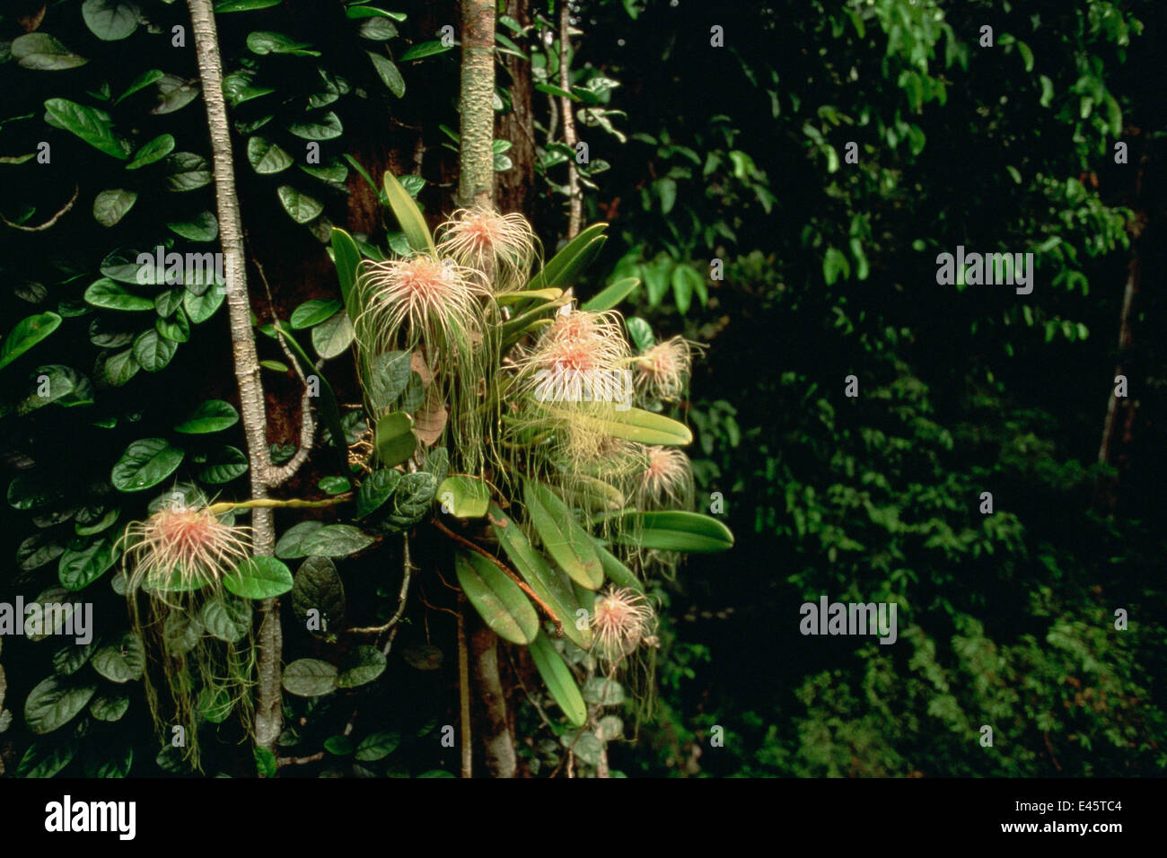 Epiphytic orchidea (Bulbophyllum medusae) crescente nel baldacchino della foresta pluviale di pianura, Gunung Palung National Park, Borneo, West Kalimantan, Indonesia Foto Stock