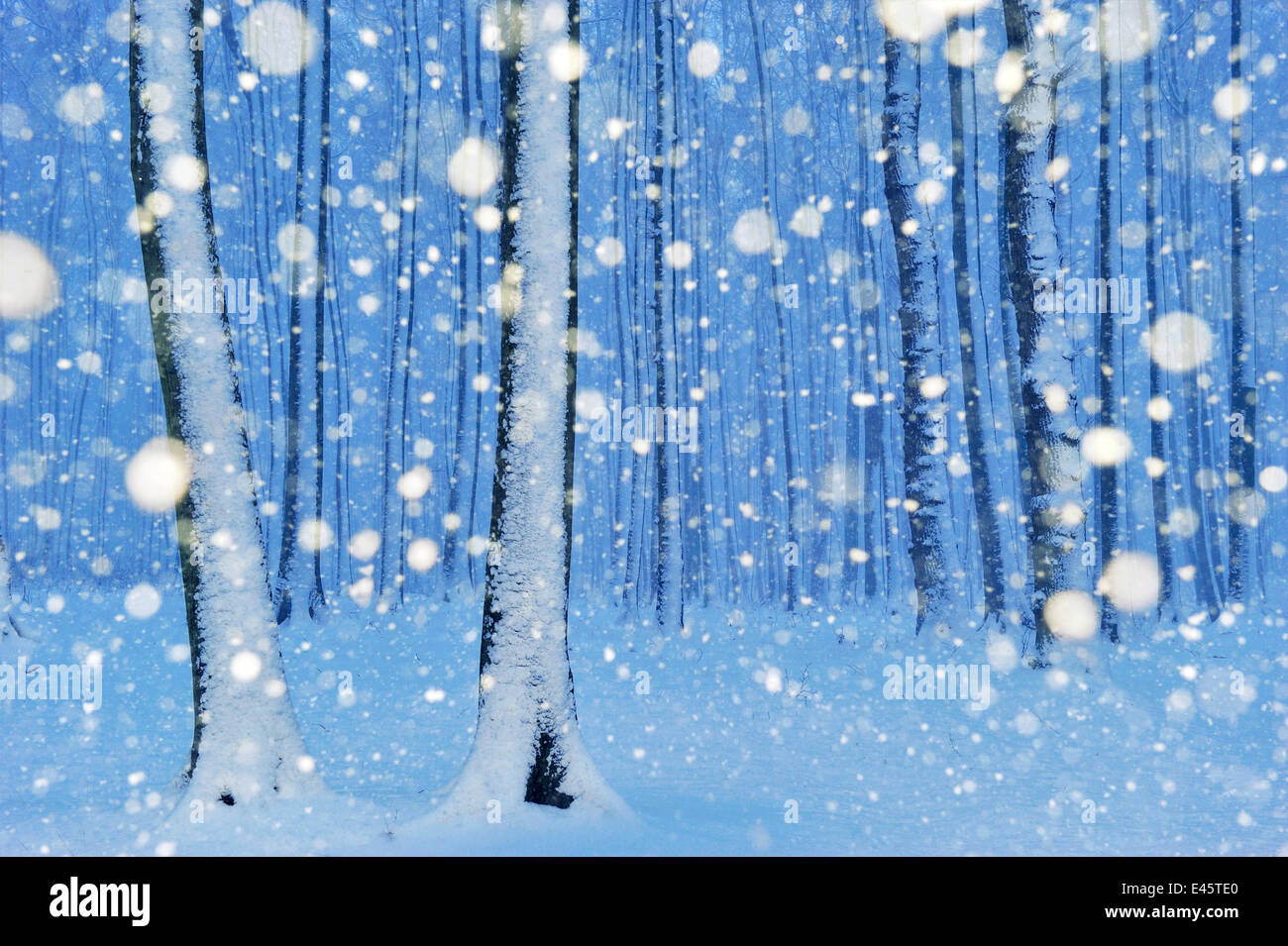Gespensterwald (foresta spettrale) - europeo del bosco di faggio (Fagus sylvatica) nella neve, Nienhagen, Germania Foto Stock