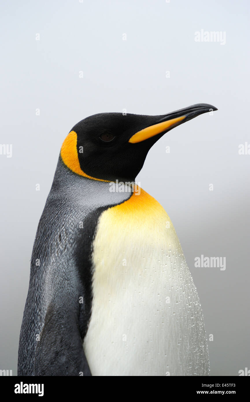 Pinguino reale (Aptenodytes patagonicus ritratto). Foto Stock