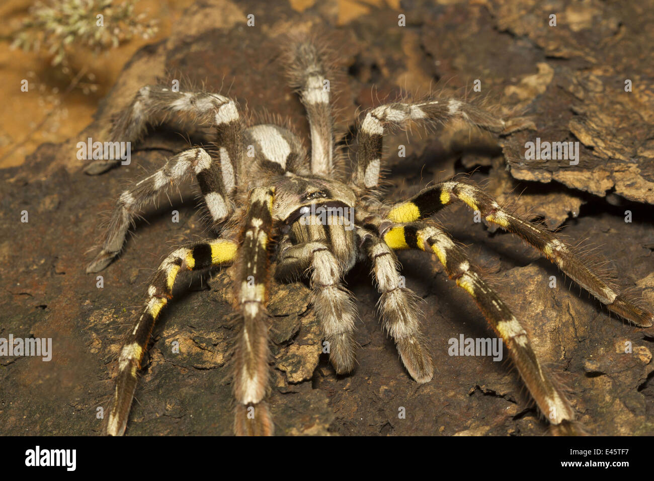 Indiano tarantola ornamentali, Poecilotheria regalis, RARE, Matheran, distretto di Raighad, Maharashtra Foto Stock