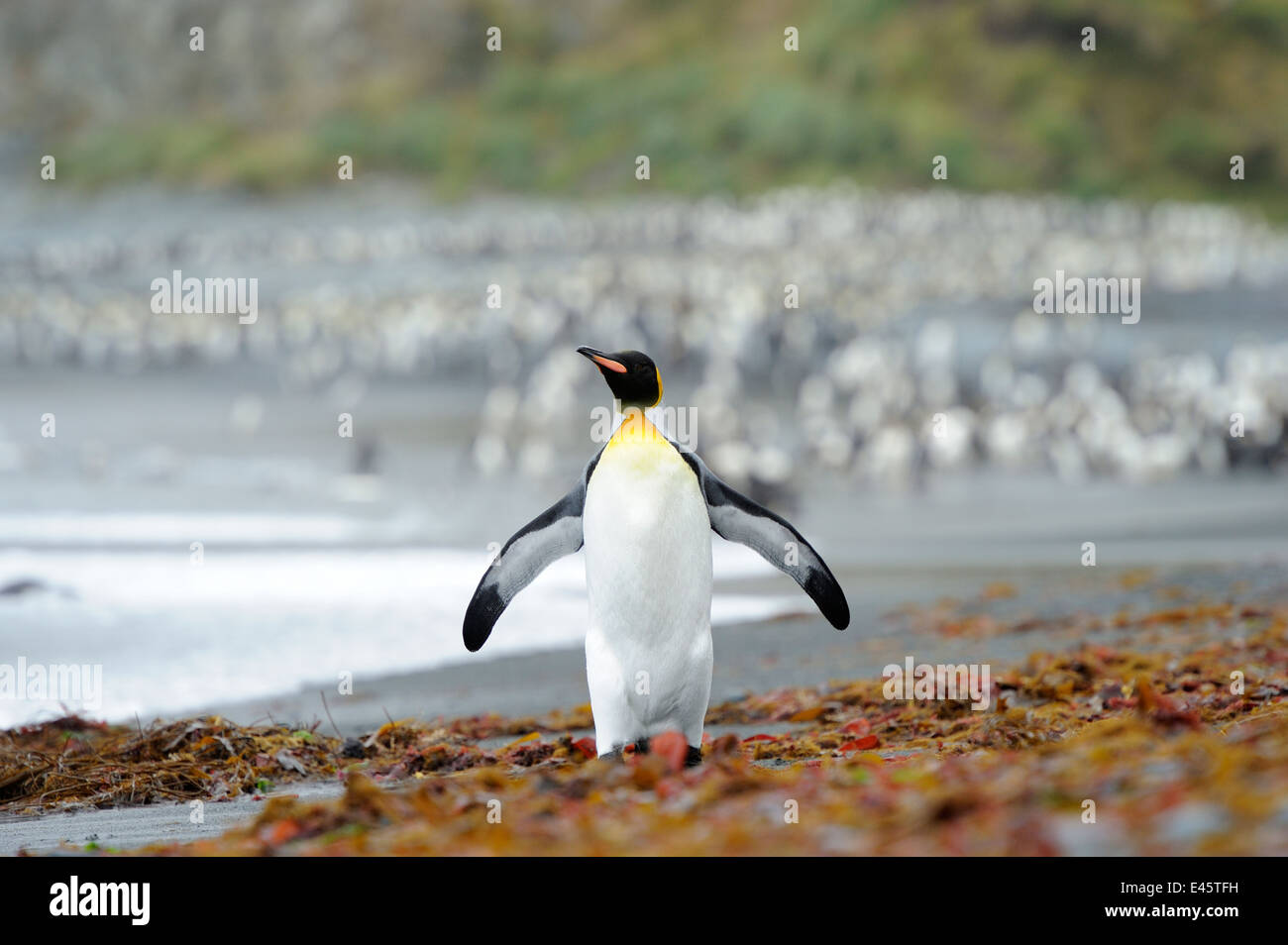 Pinguino reale (Aptenodytes patagonicus) permanente sulla spiaggia di Macquarie Island, sub acque antartiche di Australia. Foto Stock