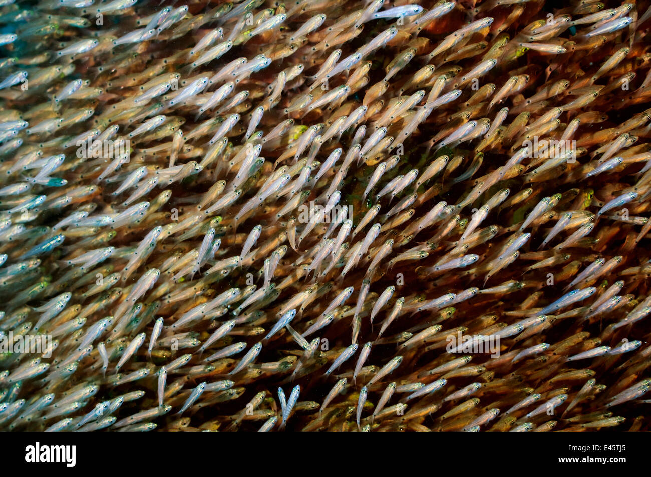 Grande secca di Spotnape (cardinalfish Apogon notatus) scolarizzazione oltre il corallo, Parco Nazionale di Komodo, Indonesia. Foto Stock