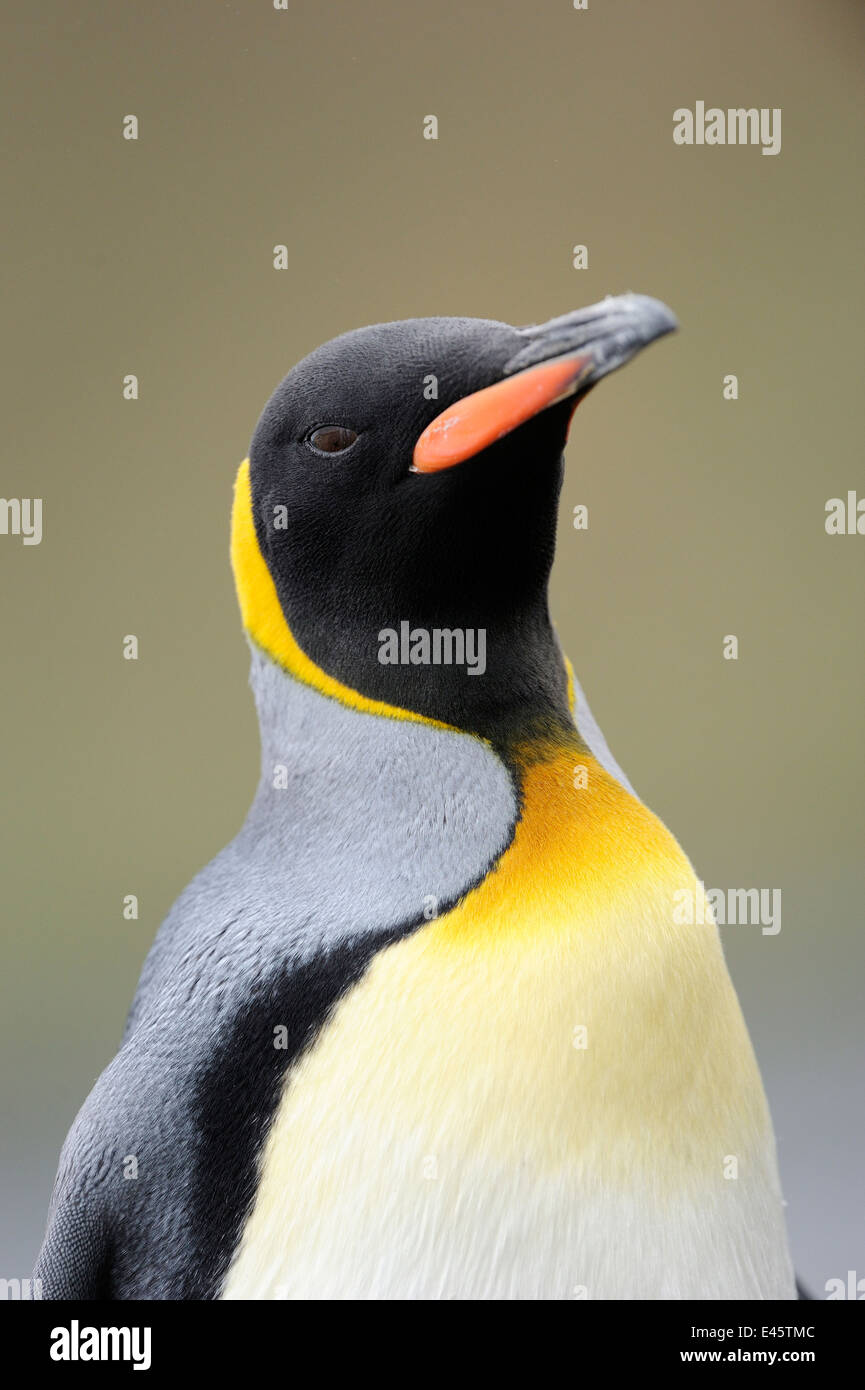 Pinguino reale (Aptenodytes patagonicus ritratto). Foto Stock