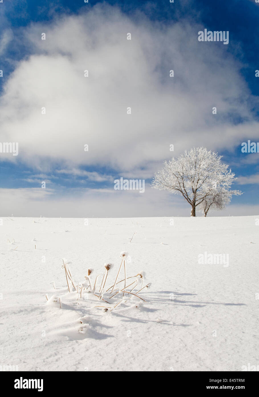Tree ricoperta di ghiaccio rime in piedi nella neve-coperta campo, Ithaca, New York, Stati Uniti d'America. Gennaio 2010. Foto Stock