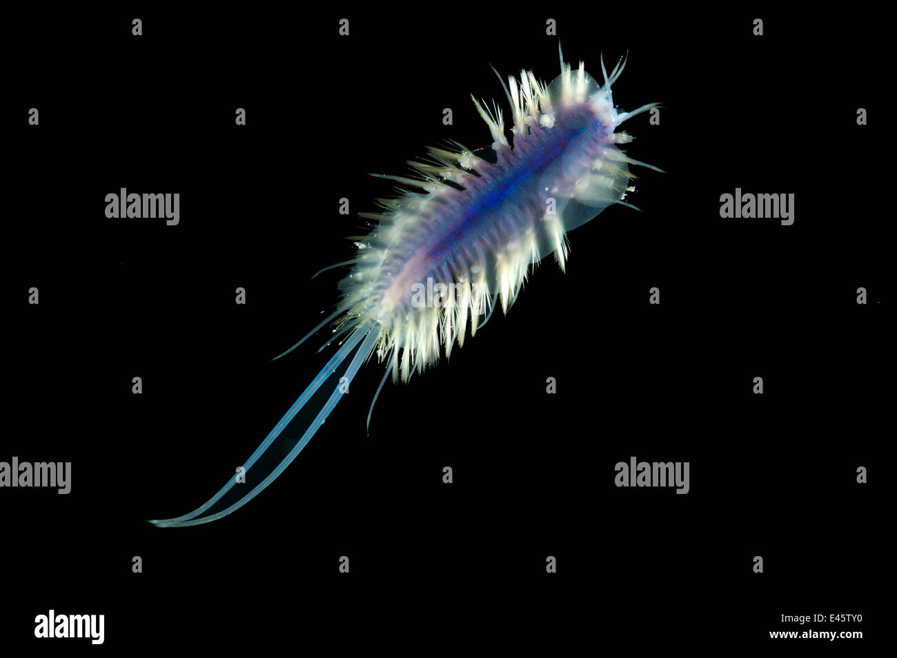 Deepsea Polynoid polychaete worm scala dalla dorsale medio atlantica 2500m di profondità Foto Stock