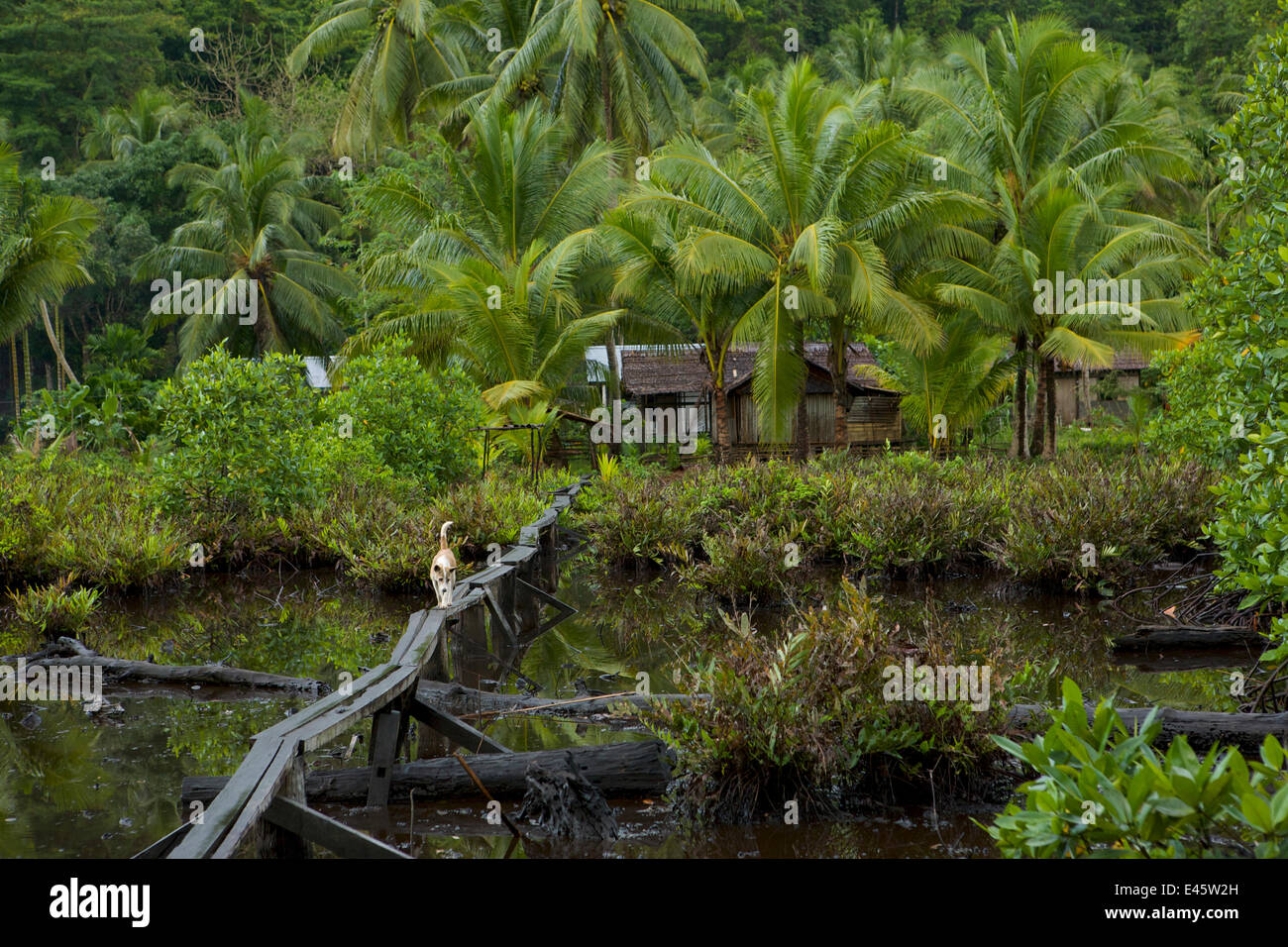Cane a camminare lungo il ponte pedonale, e case di villaggio Waifoy, Mayalibit Bay, Waigeo Isola, Papua occidentale, in Indonesia, Aprile 2007 Foto Stock