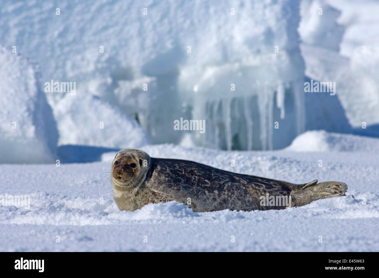 Guarnizione inanellato (Phoca hispida) ritratto di pup giacente sul ghiaccio, Chuckchi Mare, off shore dal punto Barrow, Arctic Alaska Foto Stock