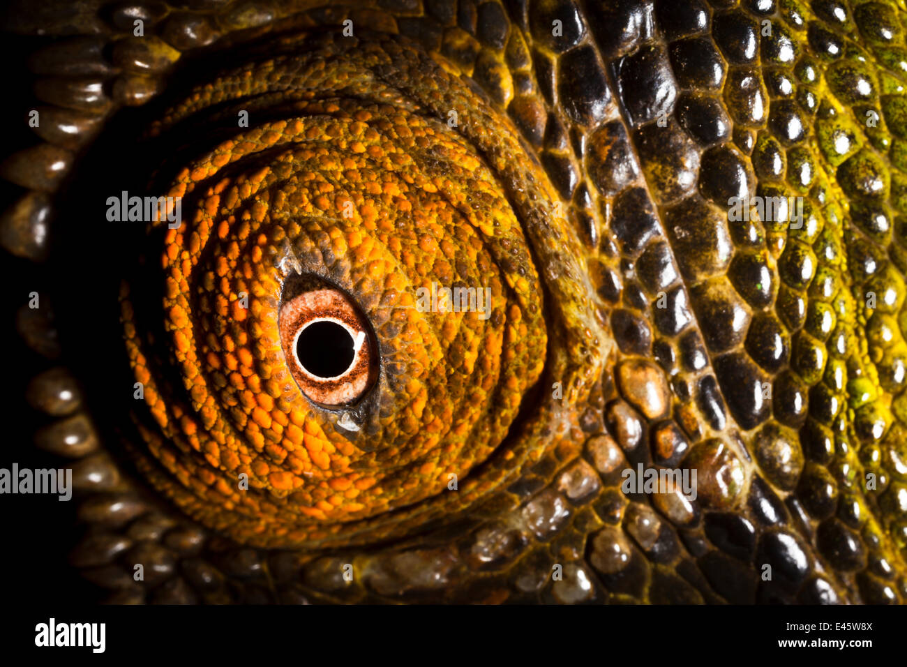 Parson's chameleon {Calumma parsonii} close-up di occhio marrone con il colore della pelle. La foresta pluviale tropicale, penisola di Masoala National Park, nel nord-est del Madagascar. Foto Stock