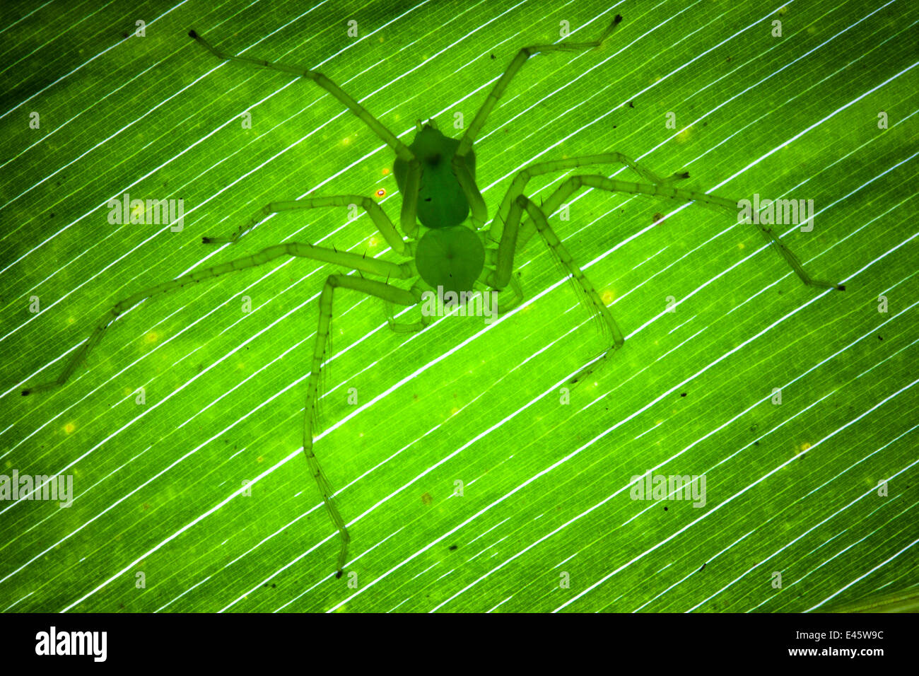 Green Huntsman Spider {Sparassidae} sulla foglia nella foresta pluviale tropicale, penisola di Masoala National Park, nel nord-est del Madagascar. Foto Stock