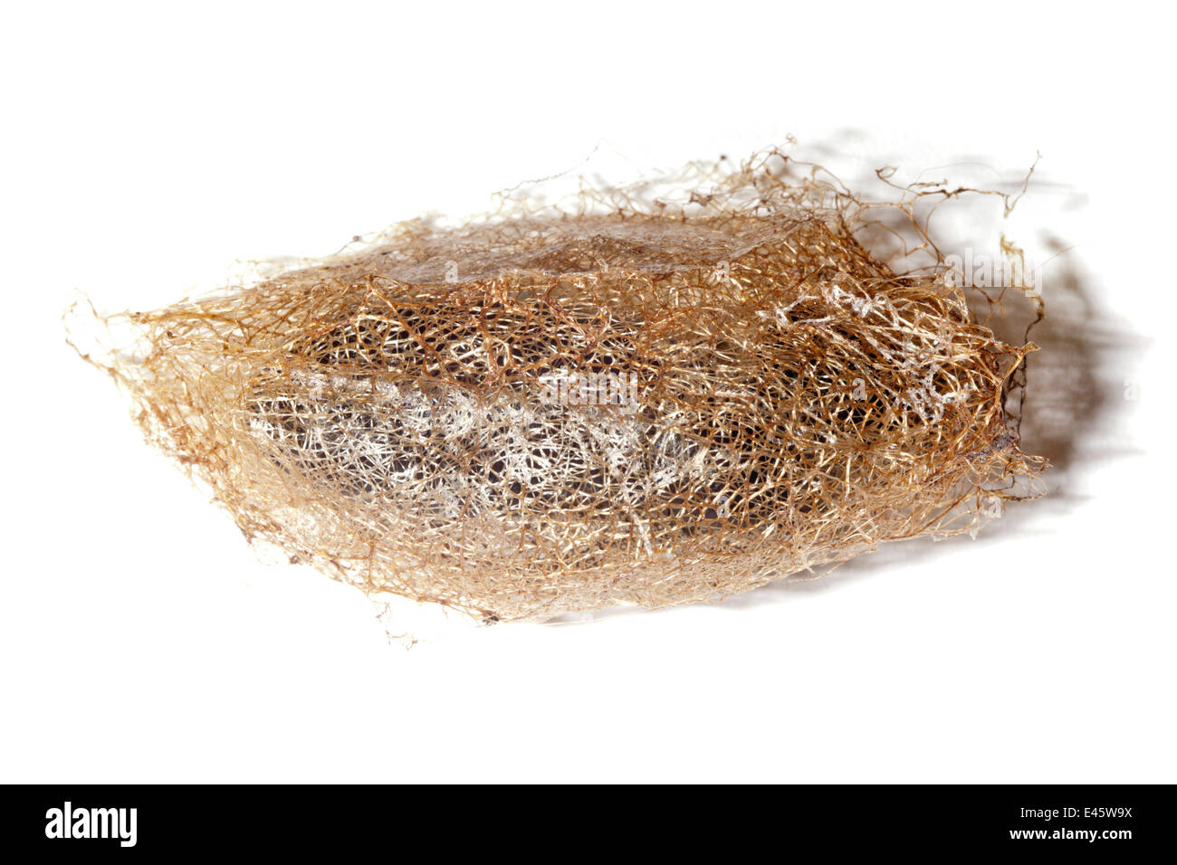 La seta tarma (Saturnidae) cocoon, usato nella produzione tessile, fotografato su uno sfondo bianco. Maroantsetra, a nord-est del Madagascar. Foto Stock