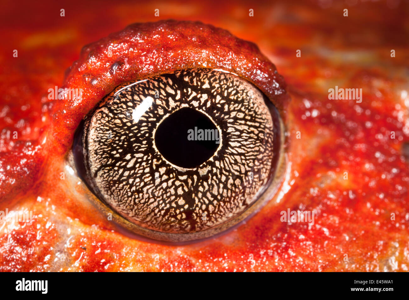 Close up di occhio di rana pomodorro {Dyscophus antongili} Maroantsetra, a nord-est del Madagascar Foto Stock