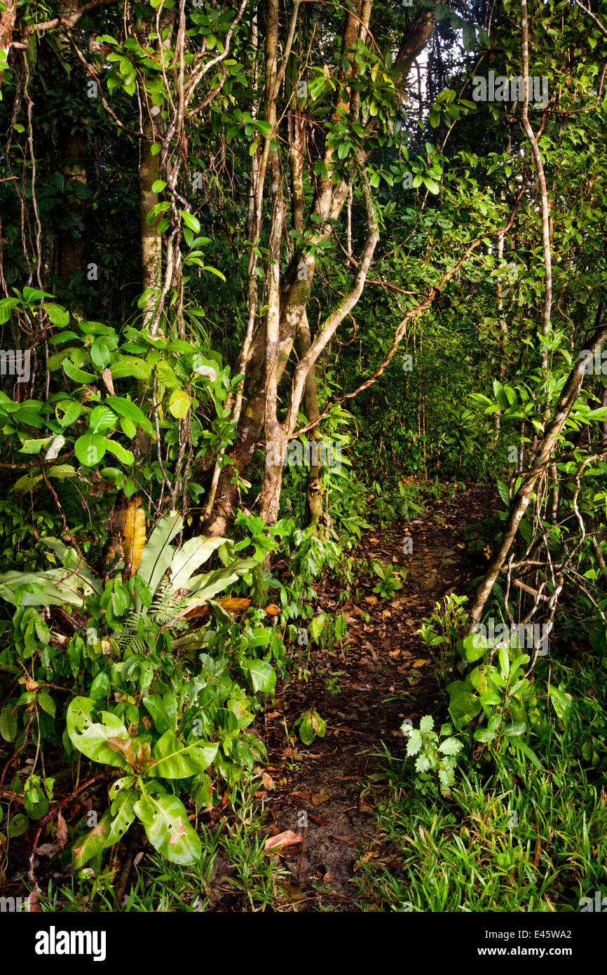 La foresta pluviale tropicale, penisola di Masoala National Park, nel nord-est del Madagascar, Ottobre 2009 Foto Stock
