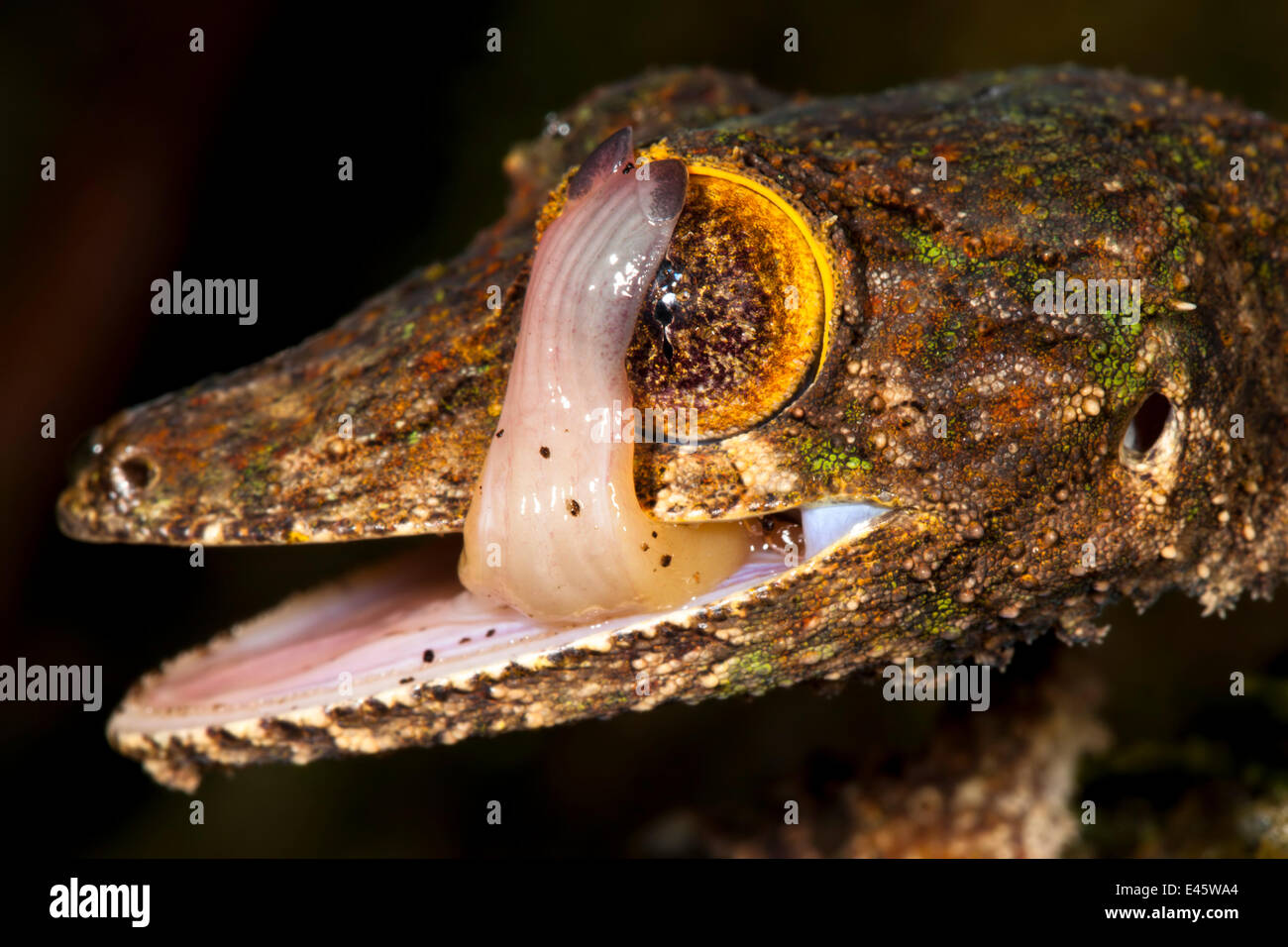 Foglia-tailed gecko {Uroplatus sikorae} leccare il suo occhio per pulirlo. Penisola di Masoala National Park, nel nord-est del Madagascar. Foto Stock