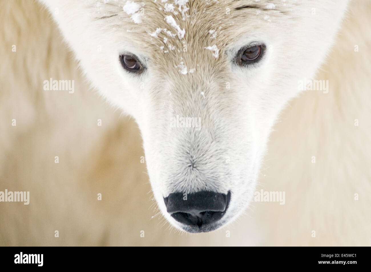 Orso polare (Ursus maritimus) testa close-up verticale di un adulto di sesso maschile, con i fiocchi di neve sulla pelliccia, Isola di baratto, 1002 area dell'Arctic National Wildlife Refuge, Alaska Foto Stock