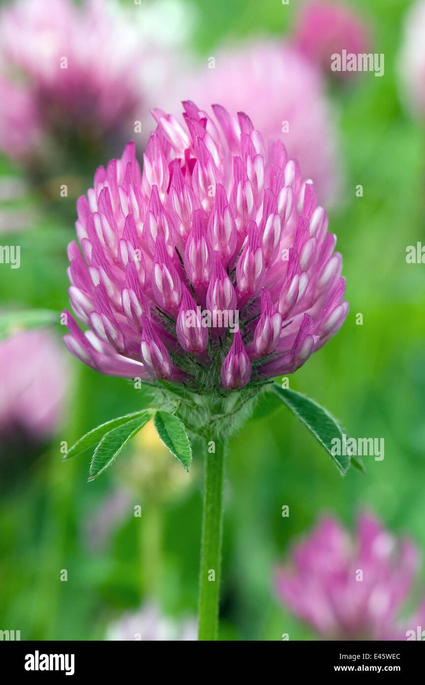 Trifoglio rosso (Trifolium pratense) close up fiore, Teesdale superiore, nella contea di Durham, Inghilterra. Inghilterra, Regno Unito, Giugno Foto Stock