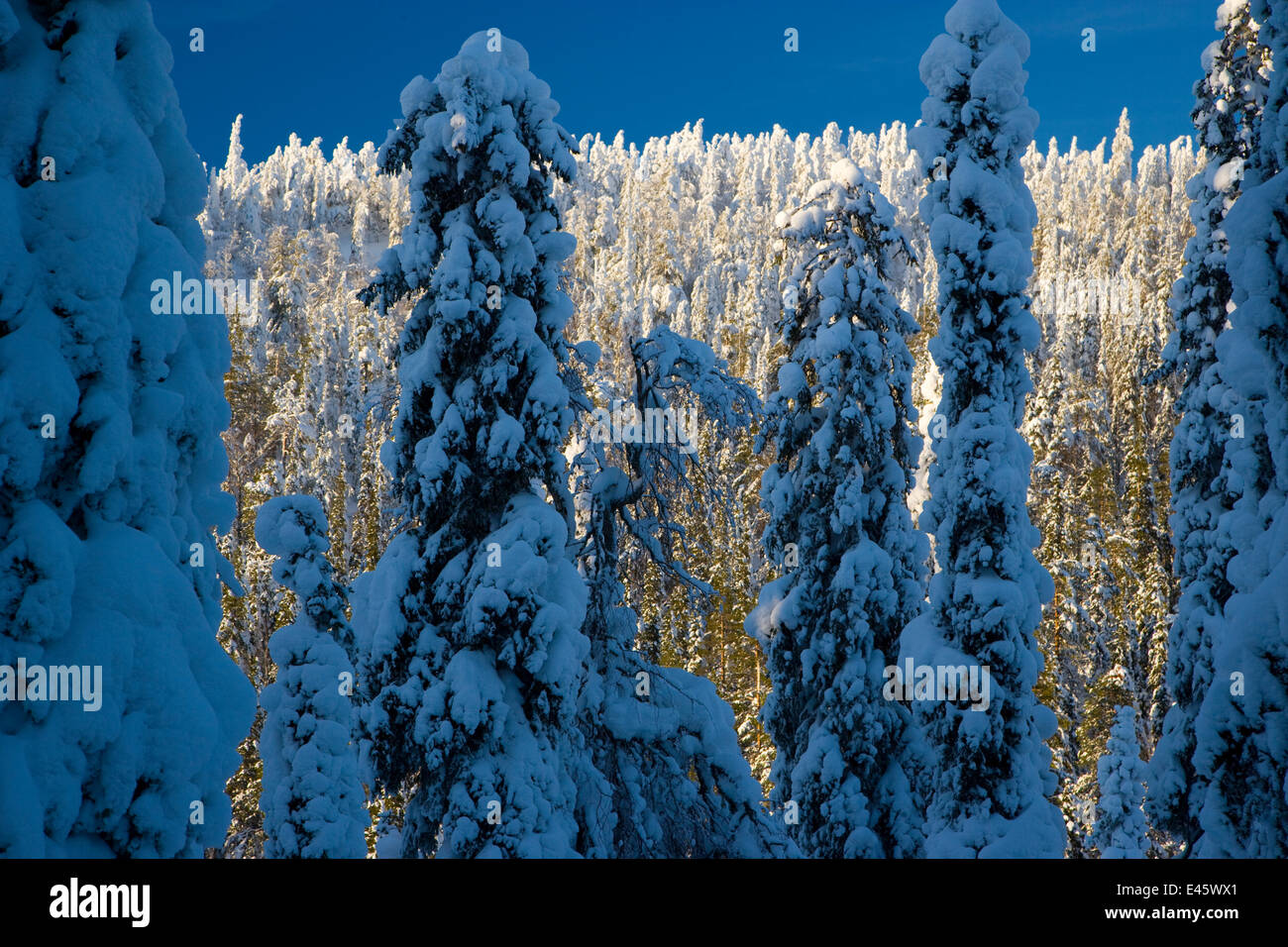Alberi di conifere e pieno di neve nella Taiga bosco, Lappland, Finlandia, Marzo 2007 Foto Stock