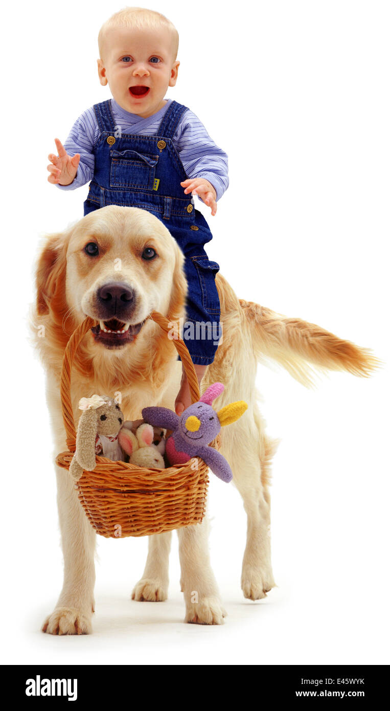 Il Golden Retriever, Jez, portando giocattoli in un cestello con una bambina di età compresa tra i 6 mesi a cavallo sul suo retro. Modello rilasciato Foto Stock