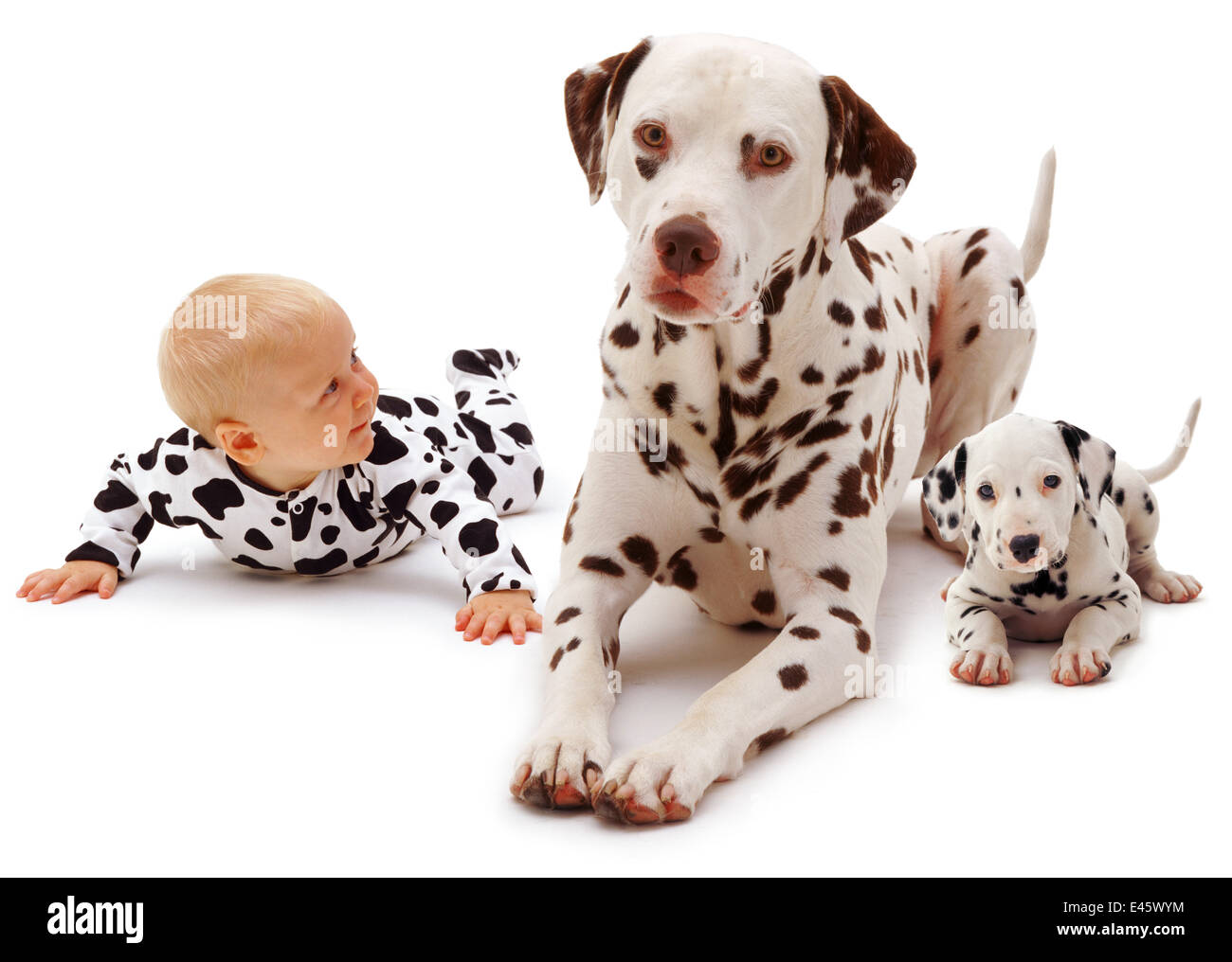 Bambina di età compresa tra i 6 mesi, indossando un abito a macchie e disteso con un maschio dalmata e il suo giovane cucciolo. Modello rilasciato Foto Stock