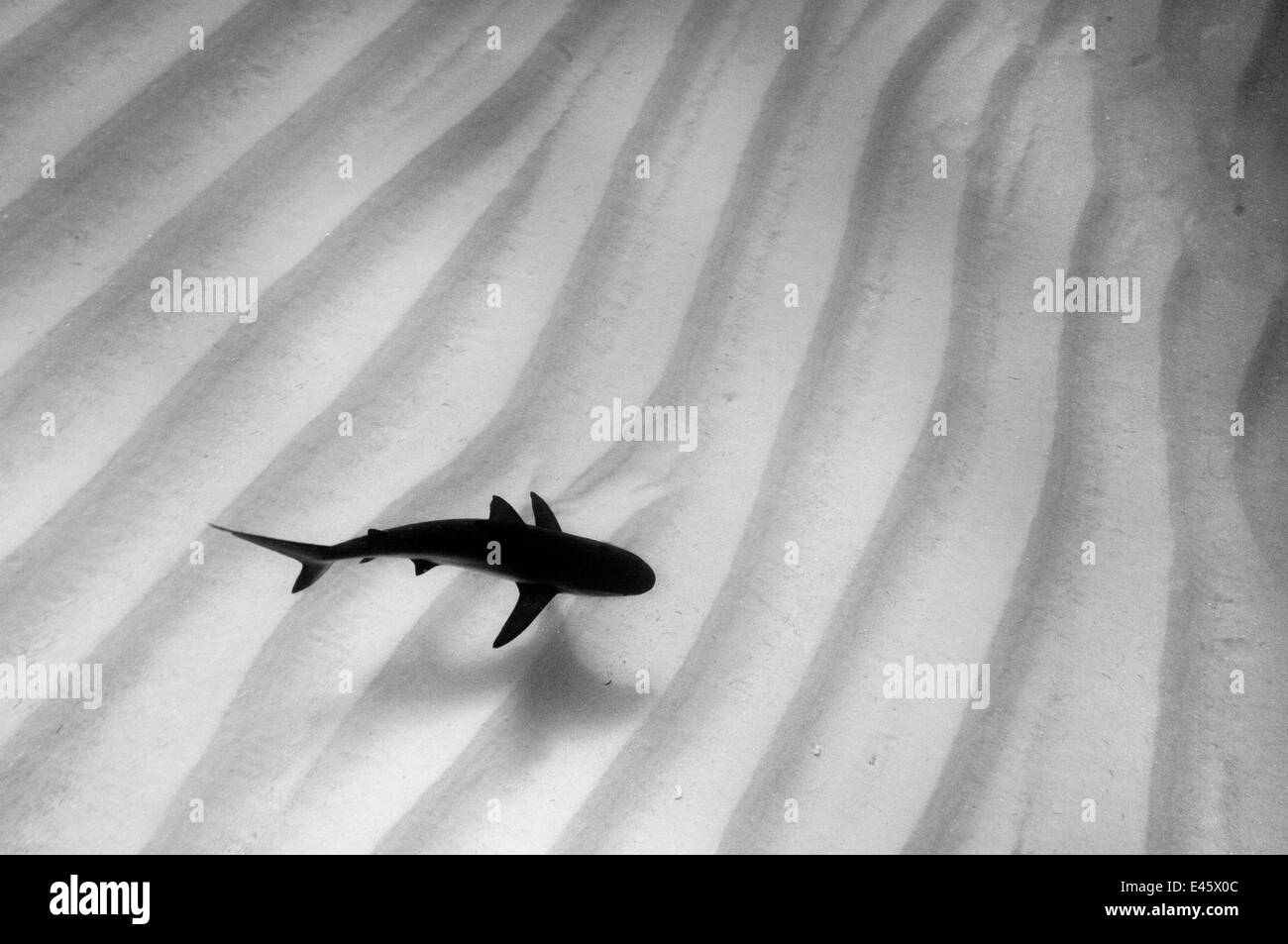 Un lone Caribbean reef shark (Carcharhinus perezi) le crociere su sabbia increspature. Walkers Cay, del nord Isole Bahama, Repubblica di Bahamas. Foto Stock
