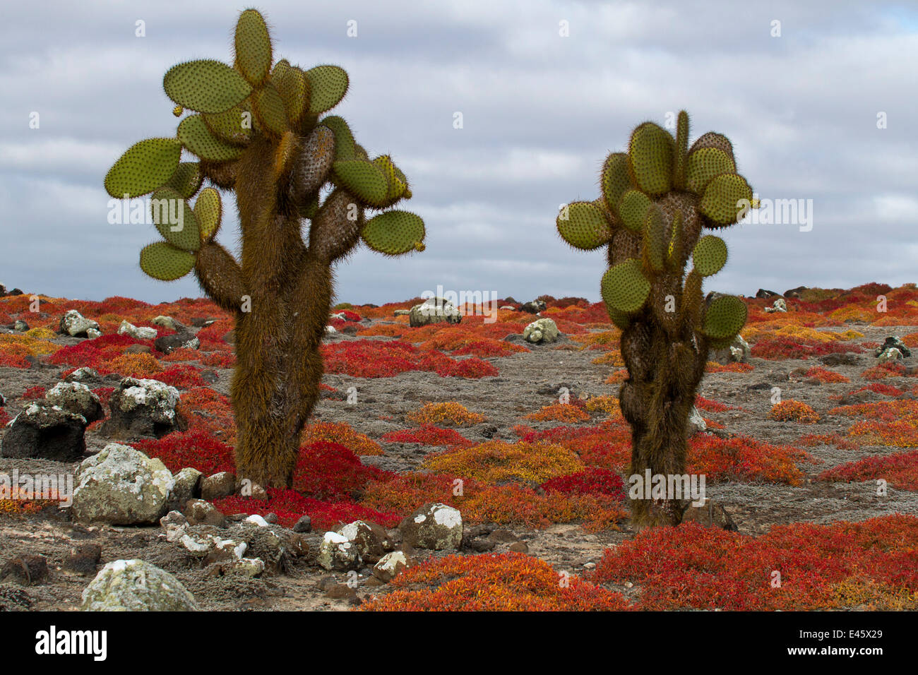 Giant ficodindia cactus (Opuntia echios var. gigantea) tra carpetweed, Plazas Island, Galapagos Foto Stock