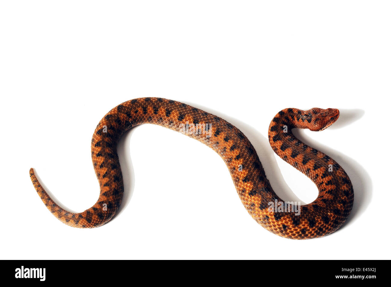 Vipera aspis snake reptiles vertebrates immagini e fotografie stock ad ...