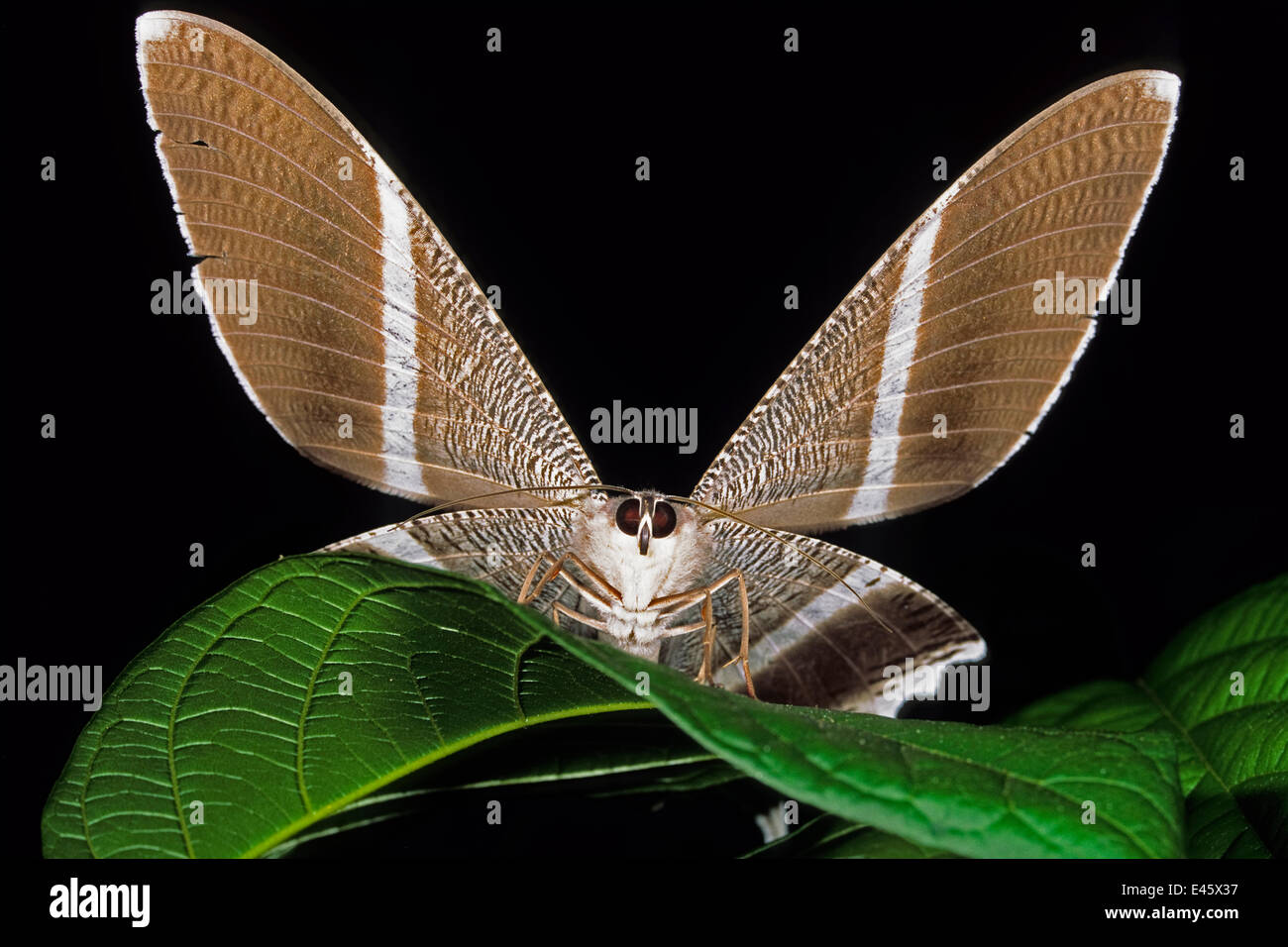 Farfalle tropicali (Adepha) su una foglia con ali stese. Danum Valley, Sabah Borneo Malese. Foto Stock