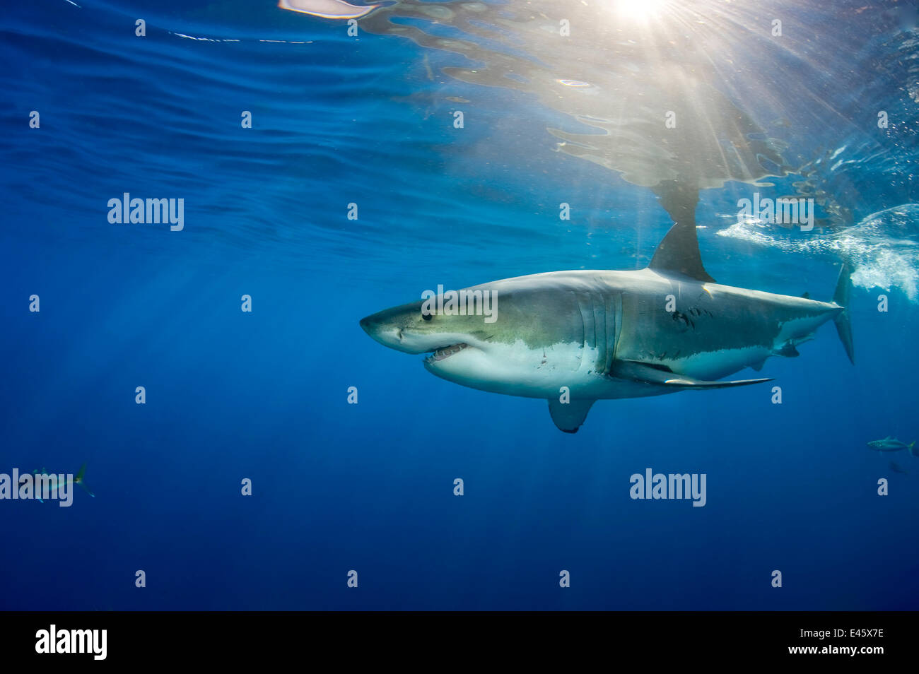 Maschio grande squalo bianco (Carcharodon carcharias) con raggi solari, Isola di Guadalupe, in Messico, l'Oceano Pacifico. Foto Stock