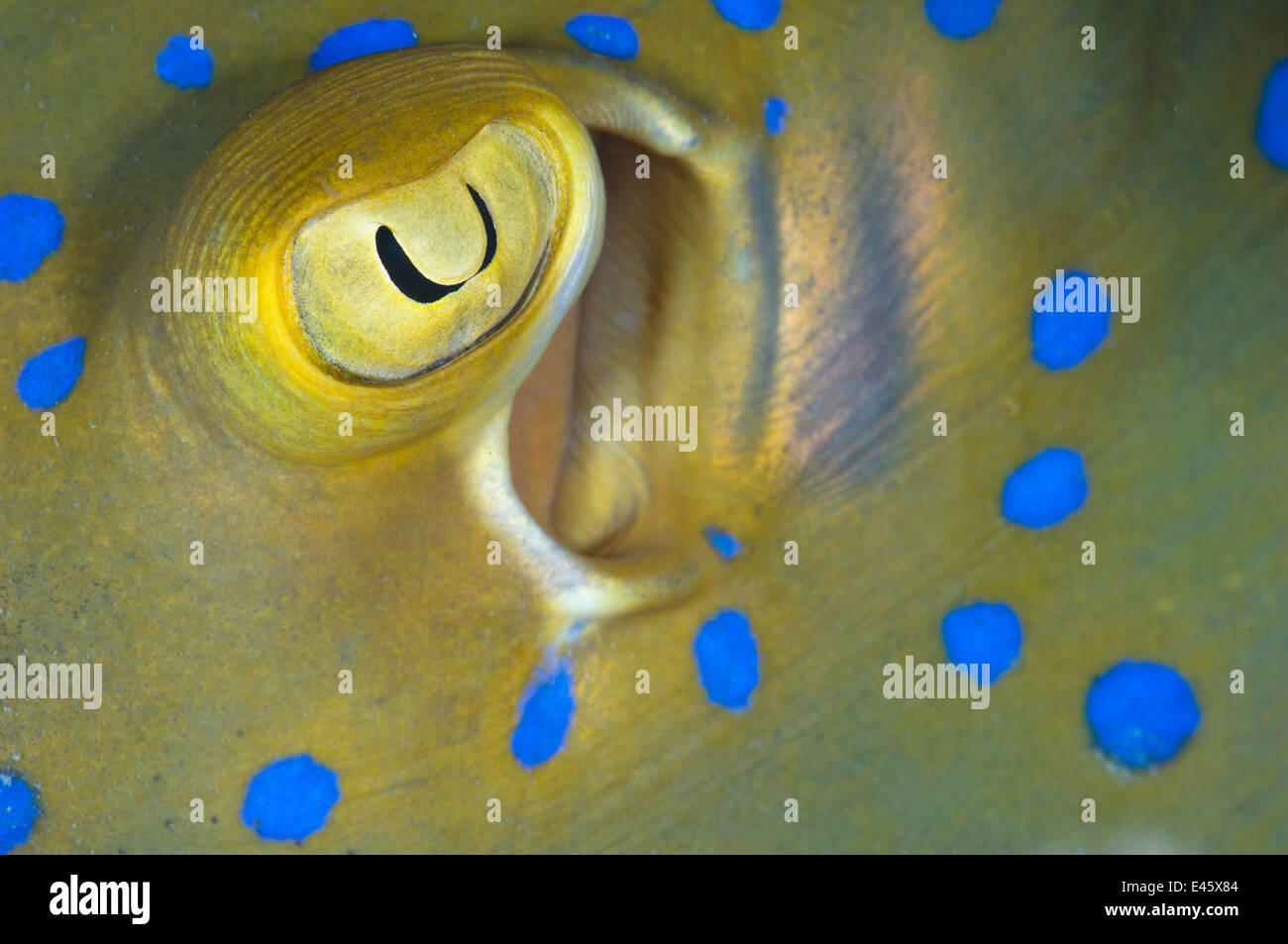 Occhio e spiracle dettaglio di un Bluespotted / Ribbontail Stingray (Taeniura lymma) Sipadan Island, Sabah Borneo Malese. Maggio Foto Stock