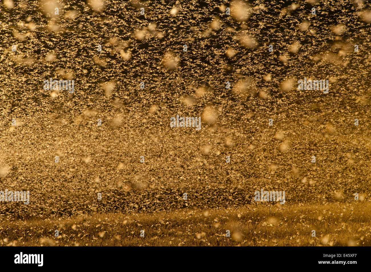 Locust peste (Locusta migratoria capito) minaccia raccolti nel sud del Madagascar, Giugno 2010 Foto Stock