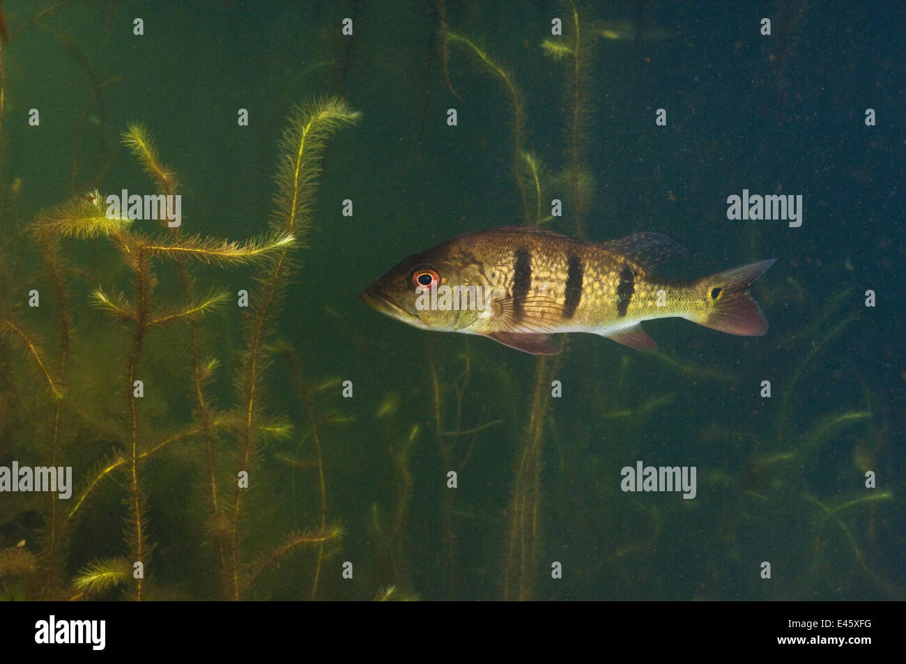 Butterfly peacock bass (Cichla ocellaris) in permanente stagno d'acqua dolce, savana, Rupununi, Guyana Foto Stock