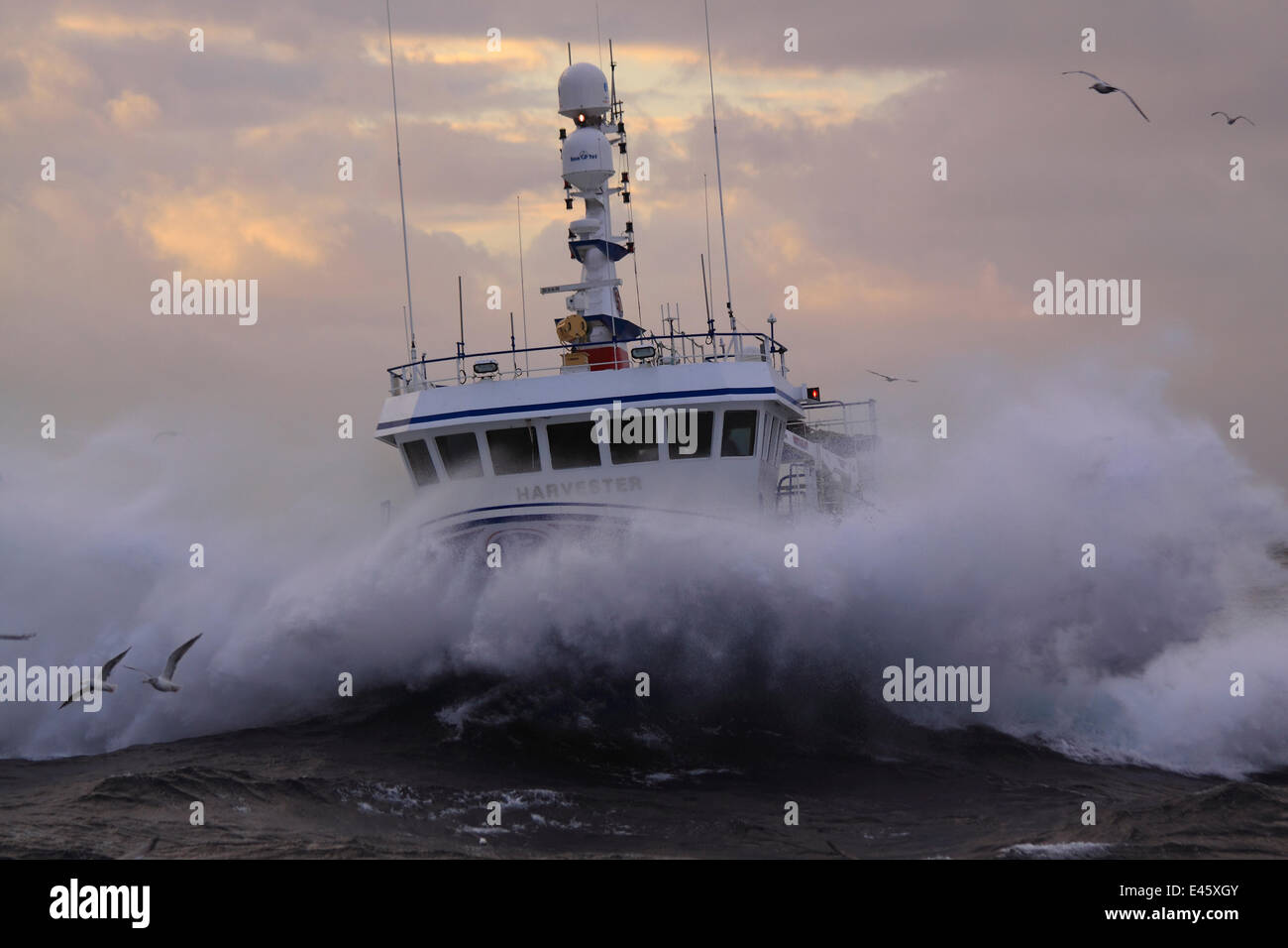 Peschereccio 'Harvester' su un tempestoso Mare del Nord. Europa, novembre 2010. Proprietà rilasciato. Foto Stock