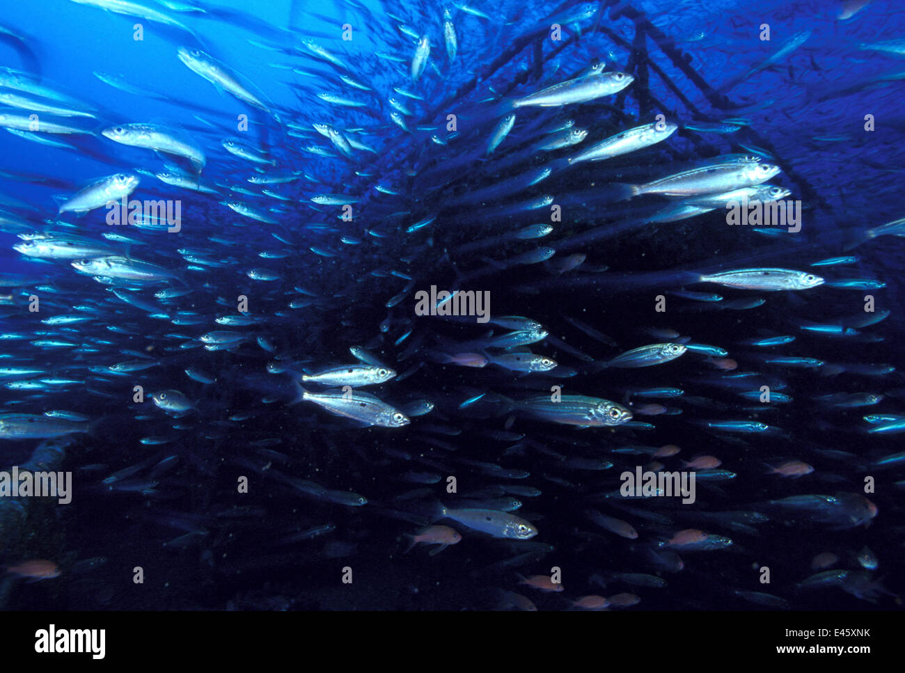 Relitto di olio grezzo super-petroliera "Amoco Milford Haven', popolato da branchi a coda di rondine (anthias Anthias anthias) e Bogues (Boops boops). La petroliera affondata su Aprile 14th, 1991 dopo tre giorni di fuoco. Genova, Italia, 2007. Foto Stock