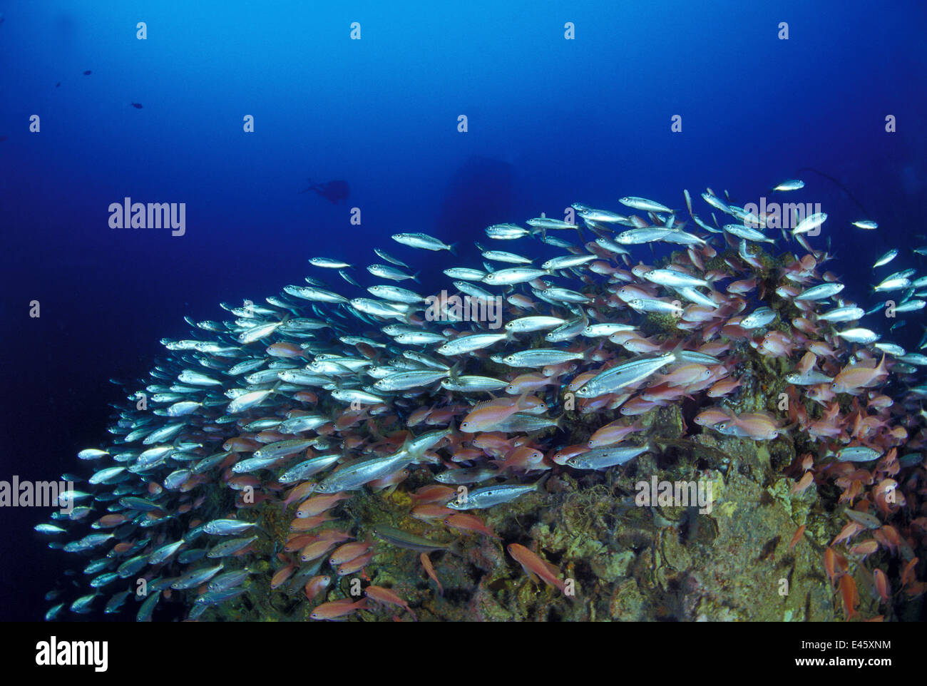 Relitto di olio grezzo super-petroliera "Amoco Milford Haven', circondata da banchi di coda di rondine (anthias Anthias anthias) e Bogues (Boops boops). La petroliera affondata su Aprile 14th, 1991 dopo tre giorni di fuoco. Genova, Italia, 2007. Foto Stock
