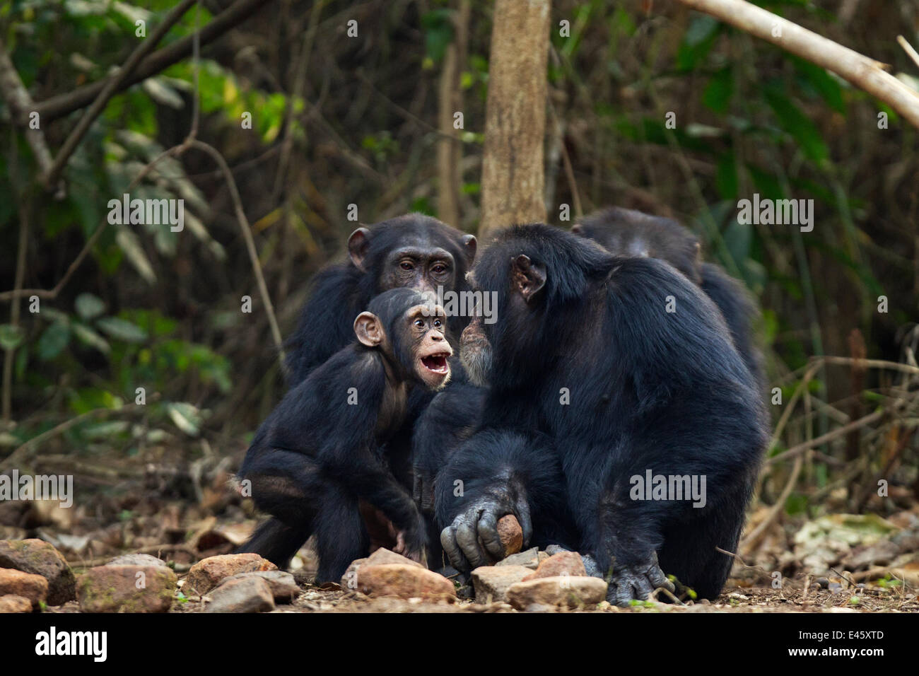Western scimpanzé (Pan troglodytes verus) maschio infantile 'Flanle' di età compresa tra i 3 anni che agiscono in modo aggressivo verso il maschio alfa "Foaf' di età compresa tra 30 anni, Bossou foresta, il Monte Nimba, Guinea. Gennaio 2011. Sequenza 4 di 5. Foto Stock