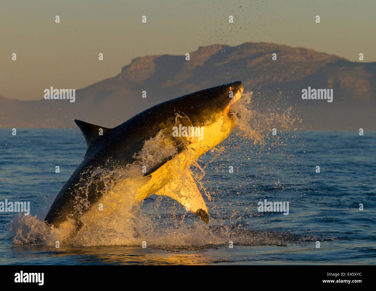 Il grande squalo bianco (Carcharodon carcharias) saltando fuori dell'acqua. False Bay, Sud Africa, Luglio 2010 Foto Stock