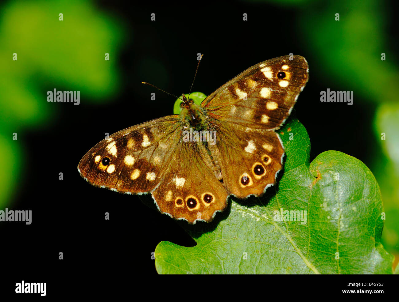 Maschio in legno screziato butterfly (Pararge aegeria) prendere il sole sulle foglie, nel sud di Londra, Regno Unito, Agosto Foto Stock