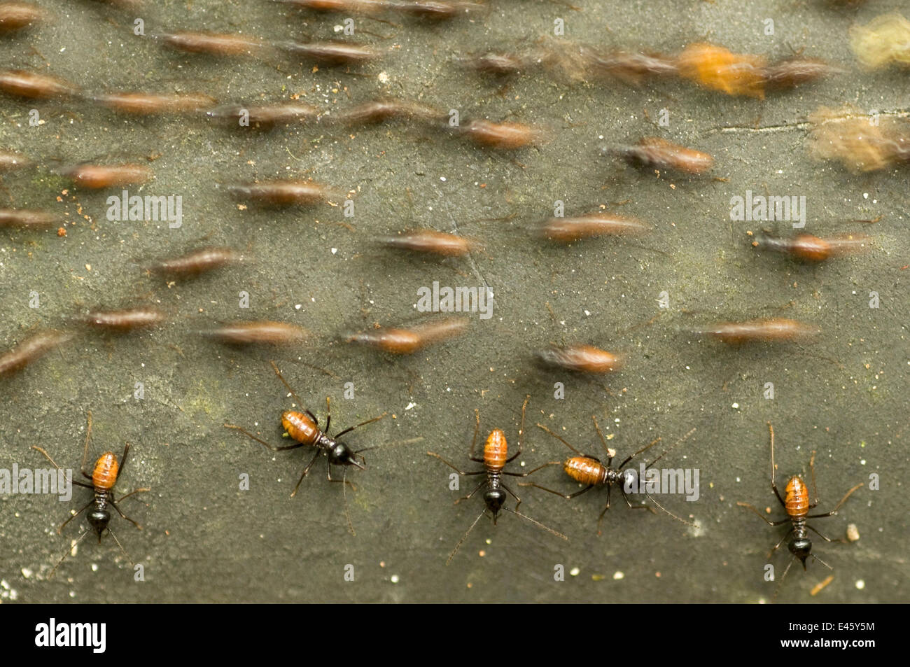 Termite (Hospitalitermes sp.) colonia, con soggetti in movimento in direzioni differenti, Sarawak, Borneo, Malaysia Foto Stock