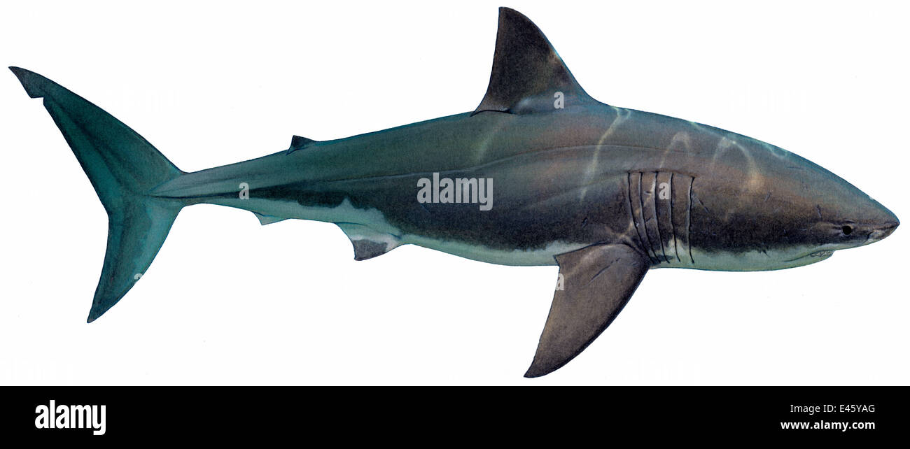 Illustrazione del grande squalo bianco (Carcharodon carcharias), Lamnidae. In via di estinzione / specie minacciate (Wildlife Art Company). Foto Stock