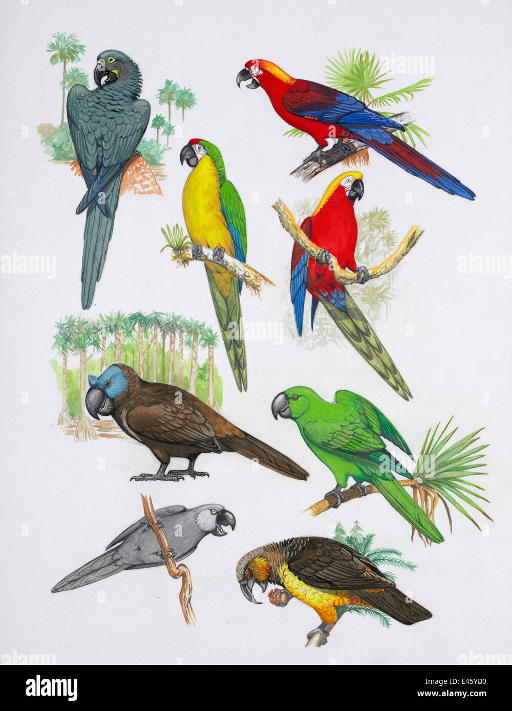 Illustrazione dei pappagalli estinti. In senso orario da in alto a destra: rosso cubano macaw (Ara tricolore) - estinta 1864, Cuba, West Indies; Jamaican red macaw (Ara gossei) - estinta 1765, Giamaica, West Indies; Rodrigues parrot (Necropsittacus rodericanus) - estinta 1762 Foto Stock
