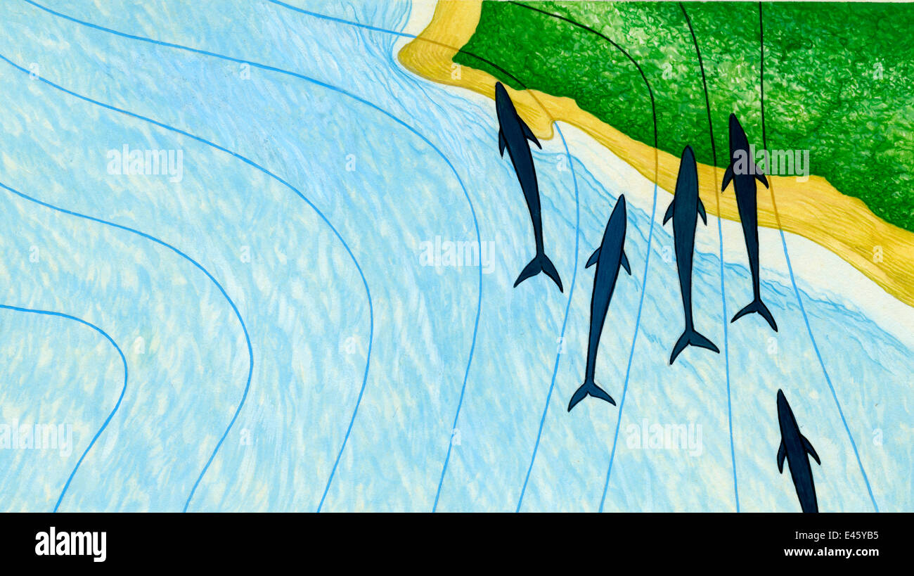 Illustrazione di campi magnetici e i delfini la cordatura (Wildlife Art Company). Foto Stock