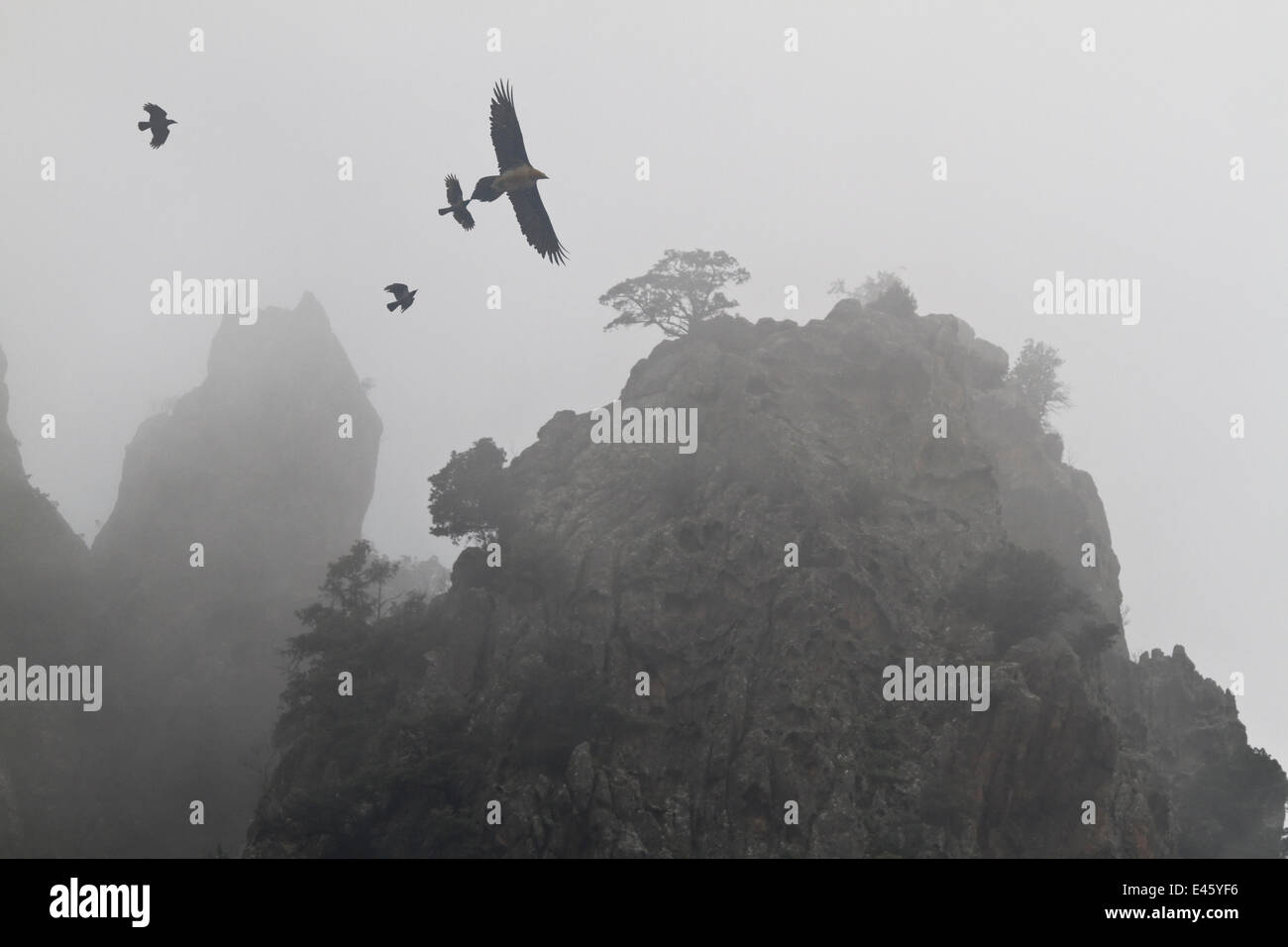 Carrion Crows (Corvus corone) mobbing un Lammergeier (Gypaetus barbatus) Scala di Santa Regina gorges. Corte, Parc Naturel Regional de Corse, Corsica, Francia, Gennaio Foto Stock
