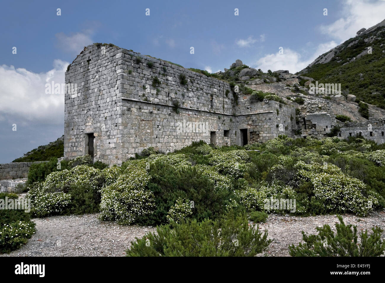 Resti del monastero medievale tra la fioritura cisto (Cistus monospelliensis) Isola di Montecristo, Arcipelago Toscano Parco Nazionale, Italia. Giugno 2010 Foto Stock