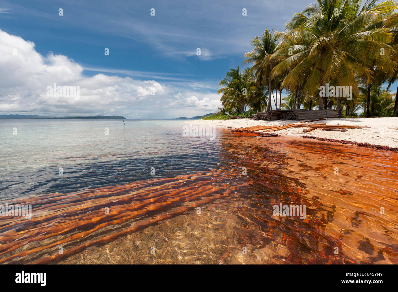 Appena raccolte legno di mangrovia getting puliti in mare. La corteccia rossa è stata tolta causando un rosso arancione tint in acque poco profonde. Raja Ampat, Papua occidentale, in Indonesia, Febbraio 2010 Foto Stock