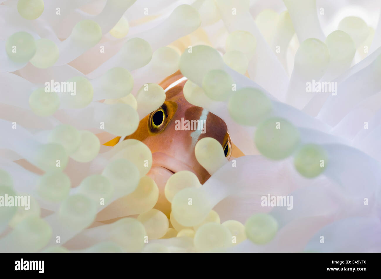 Rosa (anemonefish Amphiprion perideraion) con anemone che mostra gli effetti di candeggio. L Anemone sbiancato è quasi bianco, considerando che le greggi anemone è marrone a causa della presenza di relazione simbiotica photosynthesizing alghe unicellulari, chiamato zooxanthell Foto Stock