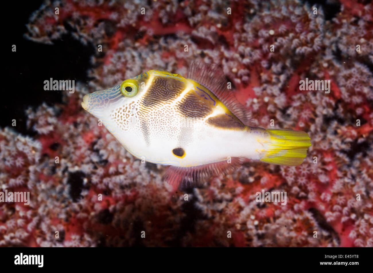 Blacksaddle mimare filefish (Paraluteres prionurus) nuoto passato soft coral. Indonesia, Ottobre Foto Stock