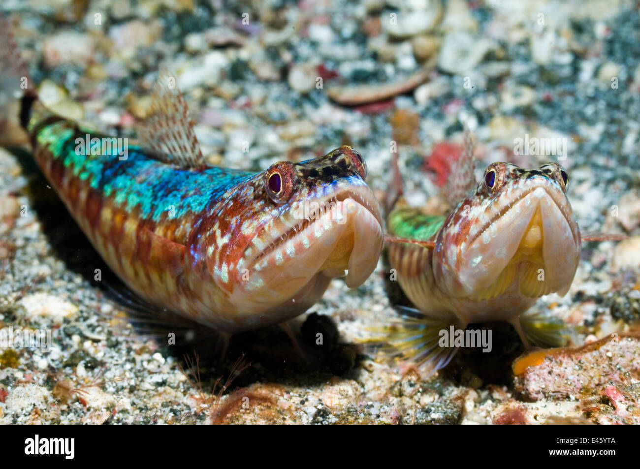 Due comuni pesci lucertola (Synodus variegatus) in agguato per la preda, Rinca, Parco Nazionale di Komodo, Indonesia, Ottobre Foto Stock