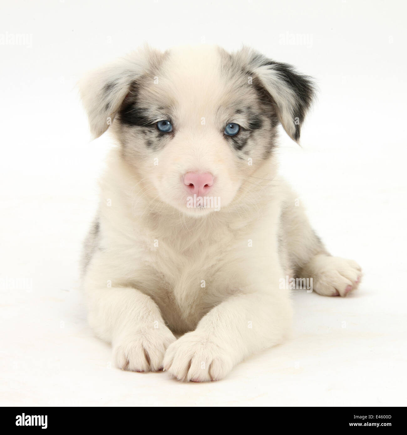 Merle Border Collie cucciolo, 6 settimane, giacente con testa in alto Foto  stock - Alamy