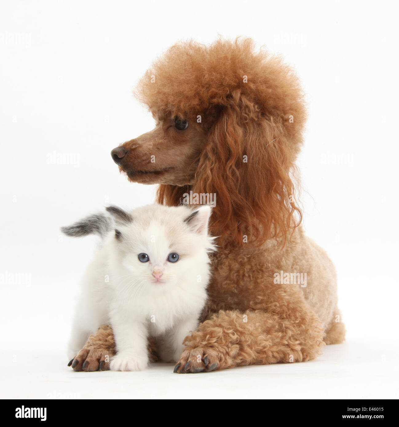 Red barboncino Toy cane e Ragdoll-cross gattino, 5 settimane. Foto Stock
