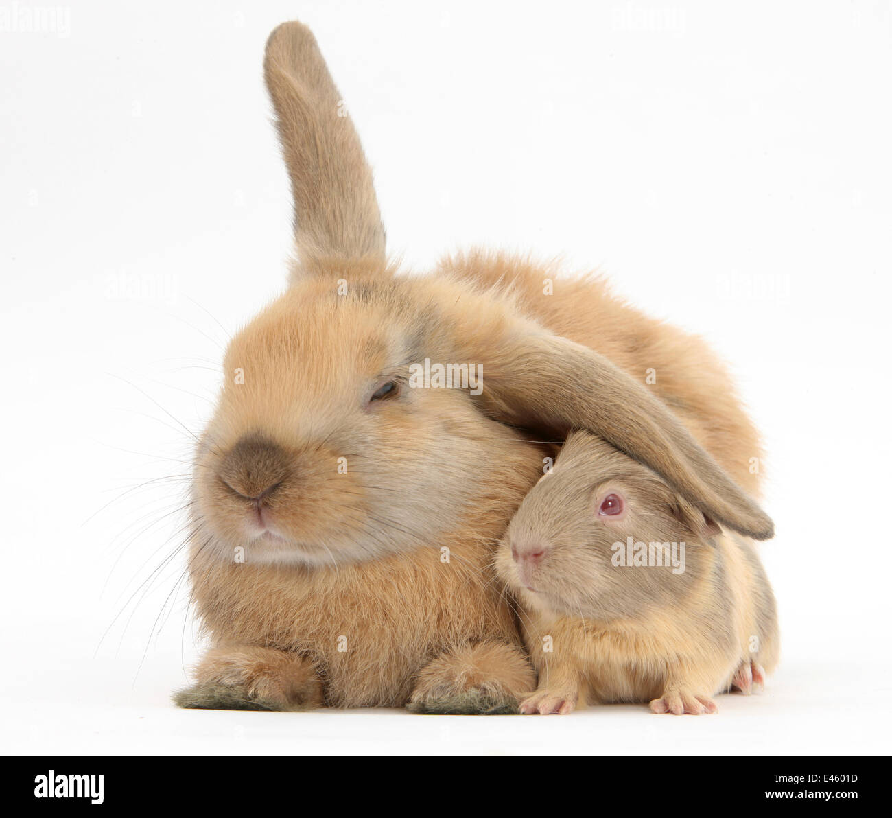 Il mulino a vento di giovani dalle orecchie di coniglio e matching cavia. Foto Stock