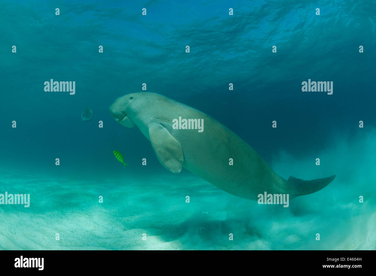 Dugong (Dugong dugon) nel letto di fanerogame affiancato da un carangidi. Dimakya Island, PALAWAN FILIPPINE Foto Stock